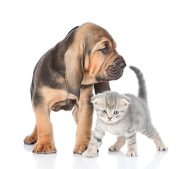 Bloodhound puppy and kitten standing together. isolated on white background