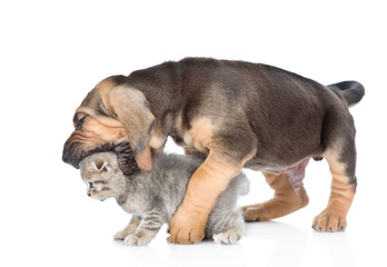 Bloodhound puppy bites the kitten. isolated on white background