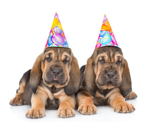 Two bloodhound puppies in birthday hats lying together. Isolated on white background - obrazy, fototapety, plakaty
