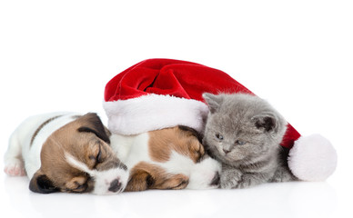 Kitten and a group of sleeping puppies Jack Russell in red santa hat. isolated on white background