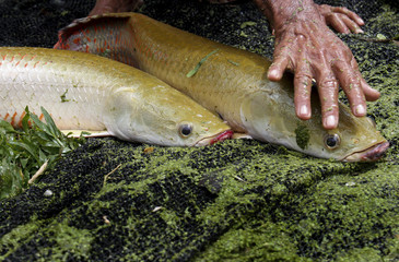 Pirarucú, peces prehistóricos del Amazonas junto a la mano del cuidador mientras explica sus características © DianaGabriela