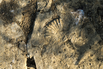 Coquina