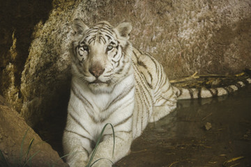 white tiger wild animals