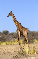 Beautiful giraffe walking in Serengeti national park, Tanzania