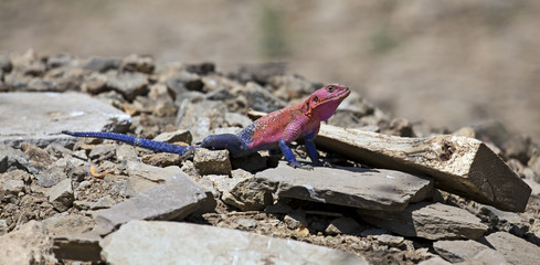 Naklejka premium Serengeti rainbow lizard, Tanzania