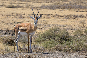 Thomson gazelle in Serengeti park, Tanzania