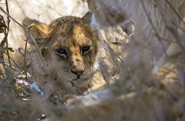 Very young lion hiding under a tree in Serengeti, Tanzania