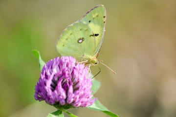 モンキチョウと紫詰草