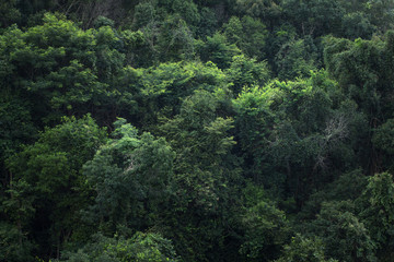 Fototapeta na wymiar Nature tourism forest Rainy day