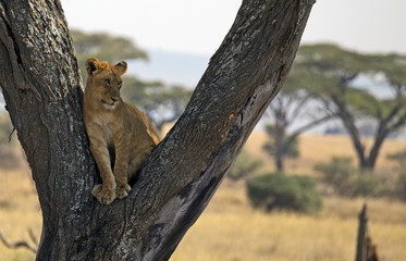 Young lion in a tree taken in Serengeti, Tanzania