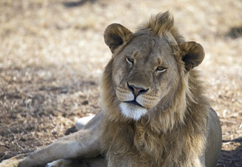 Beautiful lion king taken in Serengeti national park, Tanzania