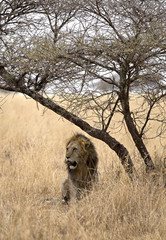 Lion king under a tree in Serengeti, Tanzania