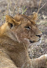 Closeup of a beautiful young lion in Serengeti park, Tanzania