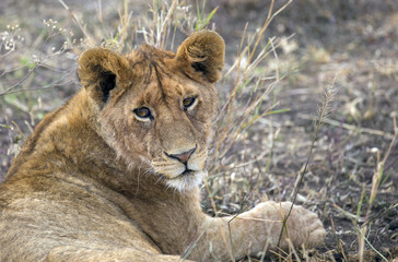 Obraz na płótnie Canvas Closeup of a beautiful young lion in Serengeti park, Tanzania