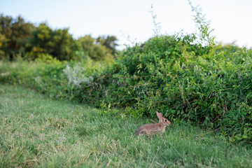 Rabbit on the path in the park