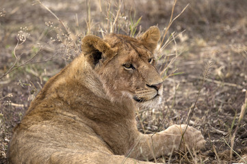 Closeup of a beautiful young lion in Serengeti park, Tanzania