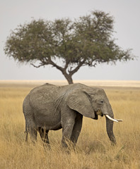 Elephant in Serengeti national park, Tanzania