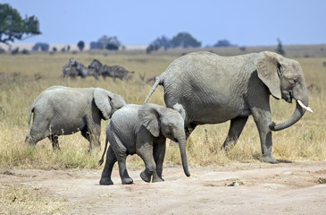Fototapeta premium Group of elephants in Serengeti national park, Tanzania