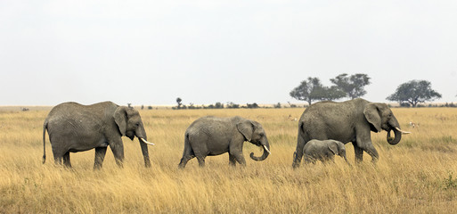 Obraz premium Group of elephants in Serengeti national park, Tanzania