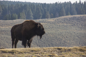 buffalo, Yellowstone, Yellowstone buffalo, Yellowstone bison, isolated bison, isolated buffalo, animals, 