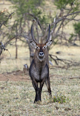 Waterbuck in Serengeti national park, Tanzania