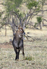 Waterbuck in Serengeti national park, Tanzania