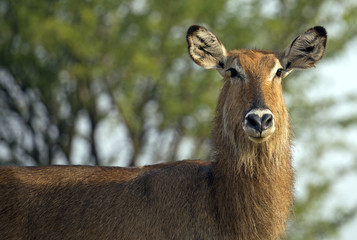 Female waterbuck portrait