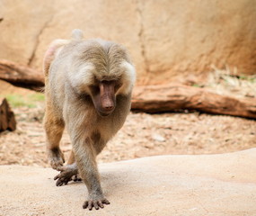 The hamadryas baboon - a species of baboon from the Old World monkey family.
