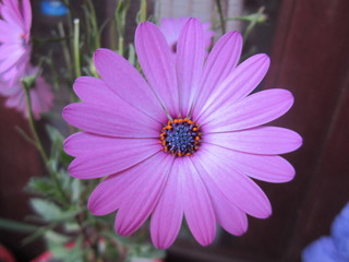 Bella flor de p&eacute;talos color violacea