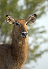 Female waterbuck portrait