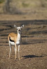 Beautiful Thomson's gazelle taken in Serengeti national park, east Africa