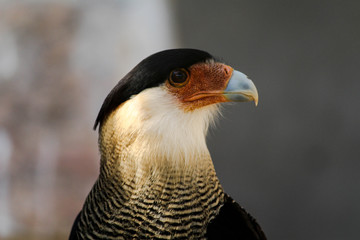 Predatory bird watching