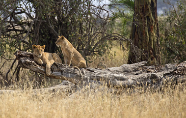 Young lions on a branch in Serengeti national park, east africa