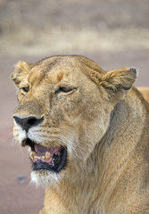 Mature wild lioness portrait