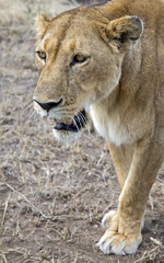 Obraz na płótnie Canvas Mature wild lioness portrait