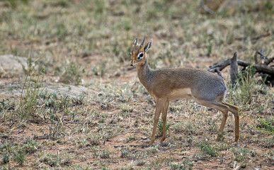 Little Dik-dik taken in Serengeti national park, Tanzania