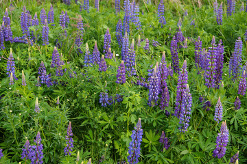 Fototapeta premium Wild Lupines in Minnesota