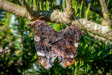 Red Admiral Butterflies Mating