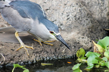 Black Crowned Night Heron (Nycticorax nycticoras)