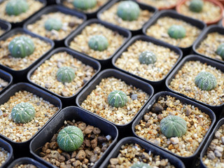 Mini cactus garden