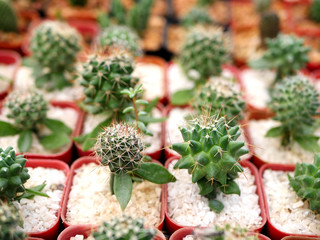 Mini cactus garden