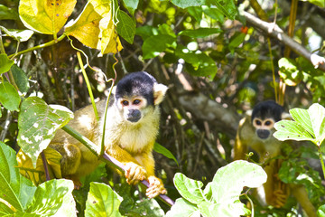 【ボリビア】パンタナルに生息するリスザル
