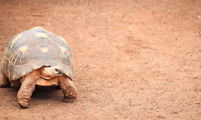 The angonoka tortoise (Astrochelys yniphora) is a critically endangered species of tortoise endemic to Madagascar.