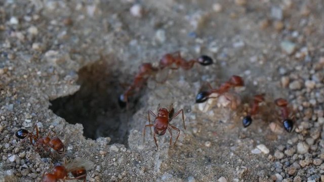 Red and Black winged ants