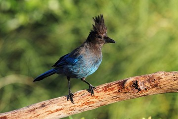 Stellers Jay (Cyanocitta stelleri)