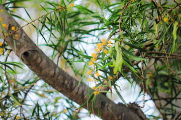 Acacia confusa is a perennial tree native to South-East Asia. Some common names for it are acacia petit feuille, small Philippine acacia, Formosa acacia (Taiwan acacia) and Formosan koa.
