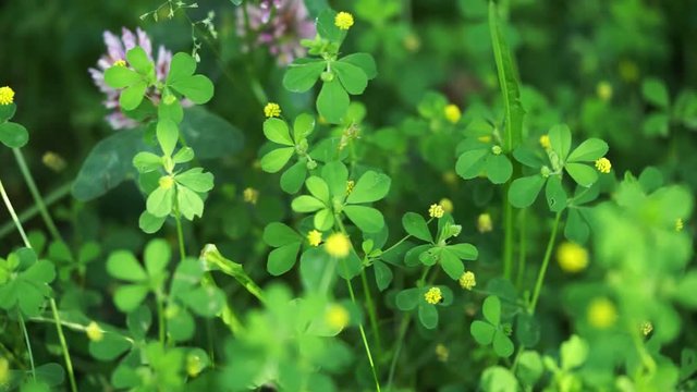 green clover with yellow and pink flowers at the sunny day, dolly motion