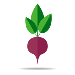 Beetroot fruit vector