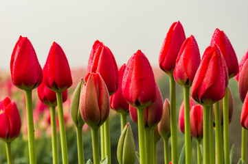 Row of red tulips with green stems