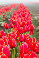 Blooming tulip fields in the fog